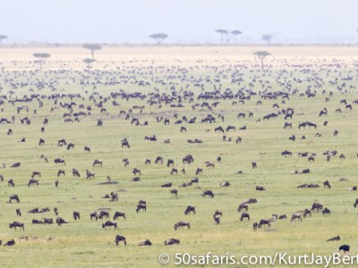 Thousands of wildebeest on the border