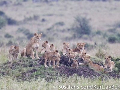 The massive pride of lions