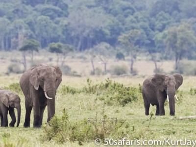 A herd of elephants in the Masai Mara