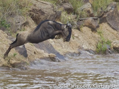 Leaping wildebeest