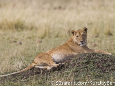 Relaxing lioness