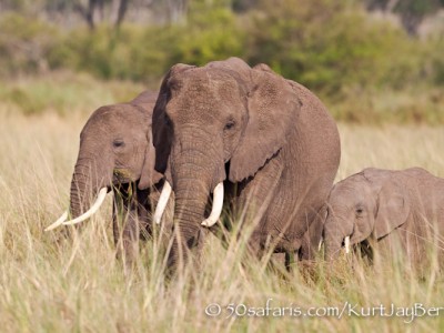 A small herd of elephants