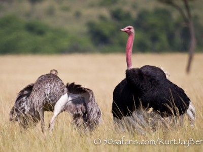Mating ostriches, migration, kurt jay bertels, safari, photo safari