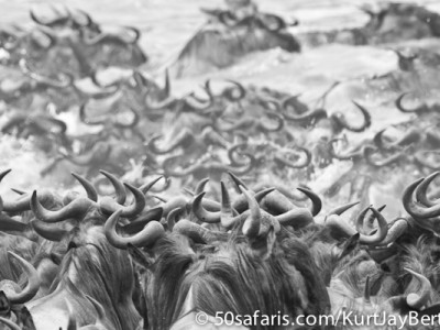 Wildebeest about to cross