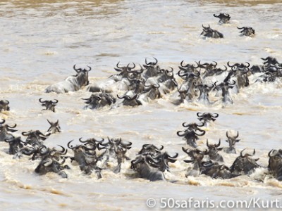 The current sweeps the herd downstream