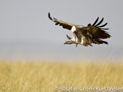 'Landing gear down' - descending vulture