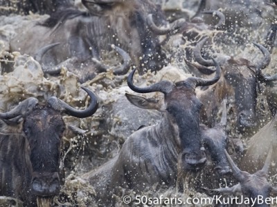 Rushing wildebeest