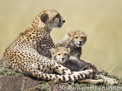 Cheetah family portrait