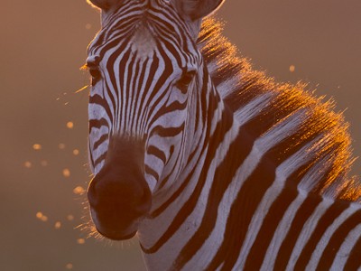 Backlit zebra
