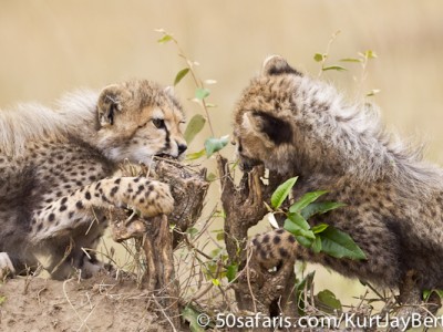 The cheetah cubs get stuck in