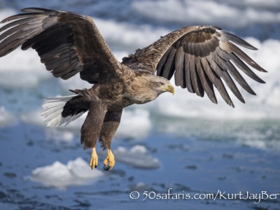 Japan, winter, wildlife, safari, photo safari, photo tour, photographic safari, photographic tour, photo workshop, wildlife photography, 50 safaris, 50 photographic safaris, kurt jay bertels, stellar sea eagle, white tailed eagle