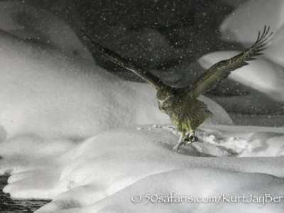 Japan, winter, wildlife, safari, photo safari, photo tour, photographic safari, photographic tour, photo workshop, wildlife photography, 50 safaris, 50 photographic safaris, kurt jay bertels, blackiston's fish owl, blackinsons, flying, fish, hunting