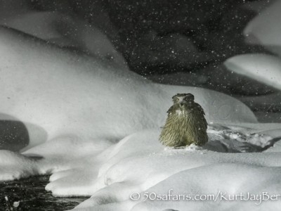 Japan, winter, wildlife, safari, photo safari, photo tour, photographic safari, photographic tour, photo workshop, wildlife photography, 50 safaris, 50 photographic safaris, kurt jay bertels, blackiston's fish owl, blackinsons, flying, fish, hunting