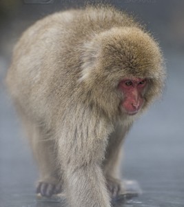 Japan, winter, wildlife, safari, photo safari, photo tour, photographic safari, photographic tour, photo workshop, wildlife photography, 50 safaris, 50 photographic safaris, kurt jay bertels, ice, snow monkey, japanese macaque, japanese monkey, swimming, hot spring, bathing, relaxing, feeding