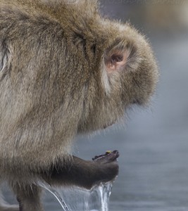 Japan, winter, wildlife, safari, photo safari, photo tour, photographic safari, photographic tour, photo workshop, wildlife photography, 50 safaris, 50 photographic safaris, kurt jay bertels, ice, snow monkey, japanese macaque, japanese monkey, swimming, hot spring, bathing, relaxing, feeding