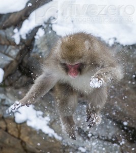 Japan, winter, wildlife, safari, photo safari, photo tour, photographic safari, photographic tour, photo workshop, wildlife photography, 50 safaris, 50 photographic safaris, kurt jay bertels, ice, snow monkey, japanese macaque, japanese monkey, swimming, hot spring, bathing, jumping