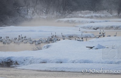 Japan, winter, wildlife, safari, photo safari, photo tour, photographic safari, photographic tour, photo workshop, wildlife photography, 50 safaris, 50 photographic safaris, kurt jay bertels, red crowned cranes, japanese cranes, river