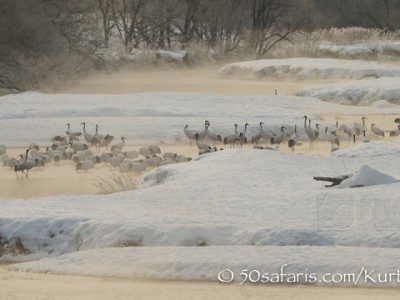 Japan, winter, wildlife, safari, photo safari, photo tour, photographic safari, photographic tour, photo workshop, wildlife photography, 50 safaris, 50 photographic safaris, kurt jay bertels, red crowned cranes, japanese cranes, river