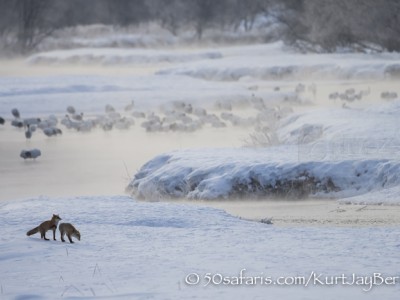 Japan, winter, wildlife, safari, photo safari, photo tour, photographic safari, photographic tour, photo workshop, wildlife photography, 50 safaris, 50 photographic safaris, kurt jay bertels, red crowned cranes, japanese cranes, red fox, mating