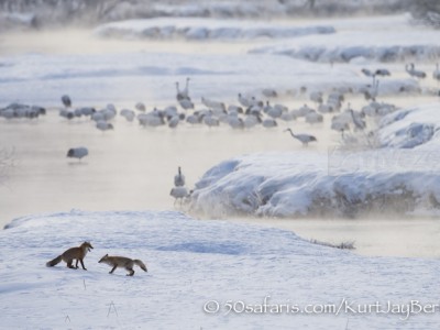 Japan, winter, wildlife, safari, photo safari, photo tour, photographic safari, photographic tour, photo workshop, wildlife photography, 50 safaris, 50 photographic safaris, kurt jay bertels, red crowned cranes, japanese cranes, red fox, mating