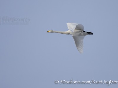 Japan, winter, wildlife, safari, photo safari, photo tour, photographic safari, photographic tour, photo workshop, wildlife photography, 50 safaris, 50 photographic safaris, kurt jay bertels, red crowned cranes, japanese cranes, whooper swan, flying