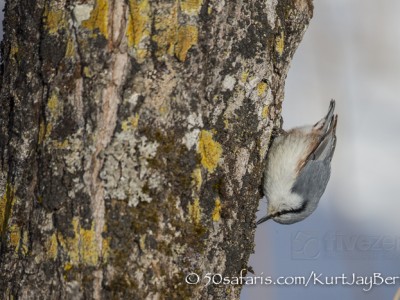 Japan, winter, wildlife, safari, photo safari, photo tour, photographic safari, photographic tour, photo workshop, wildlife photography, 50 safaris, 50 photographic safaris, kurt jay bertels, bird, nuthatch, eurasian nuthatch