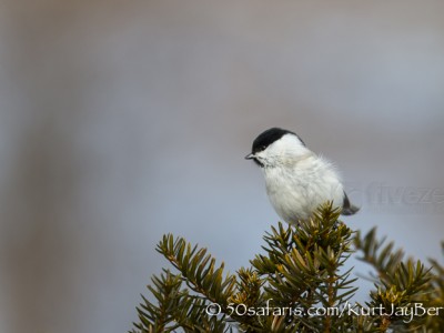 Japan, winter, wildlife, safari, photo safari, photo tour, photographic safari, photographic tour, photo workshop, wildlife photography, 50 safaris, 50 photographic safaris, kurt jay bertels, bird, tit, coal tit