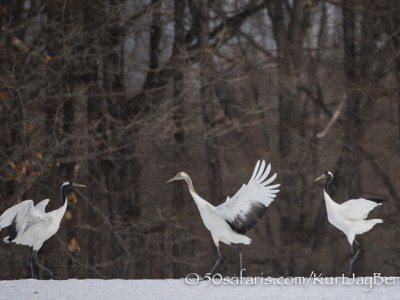 Japan, winter, wildlife, safari, photo safari, photo tour, photographic safari, photographic tour, photo workshop, wildlife photography, 50 safaris, 50 photographic safaris, kurt jay bertels, red crowned cranes, japanese cranes, display, juvenile, family