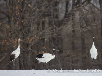 Japan, winter, wildlife, safari, photo safari, photo tour, photographic safari, photographic tour, photo workshop, wildlife photography, 50 safaris, 50 photographic safaris, kurt jay bertels, red crowned cranes, japanese cranes,