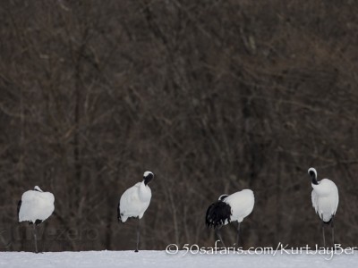 Japan, winter, wildlife, safari, photo safari, photo tour, photographic safari, photographic tour, photo workshop, wildlife photography, 50 safaris, 50 photographic safaris, kurt jay bertels, red crowned cranes, japanese cranes,