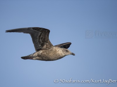 Japan, winter, wildlife, safari, photo safari, photo tour, photographic safari, photographic tour, photo workshop, wildlife photography, 50 safaris, 50 photographic safaris, kurt jay bertels, sea gull