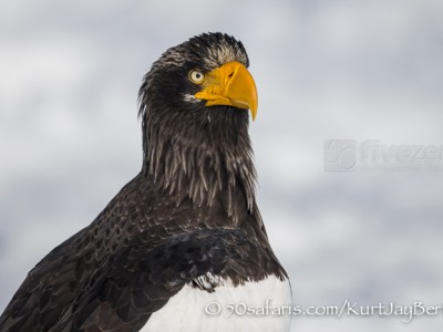 Japan, winter, wildlife, safari, photo safari, photo tour, photographic safari, photographic tour, photo workshop, wildlife photography, 50 safaris, 50 photographic safaris, kurt jay bertels, ice, sea, ocean, raptor, stellar sea eagle,