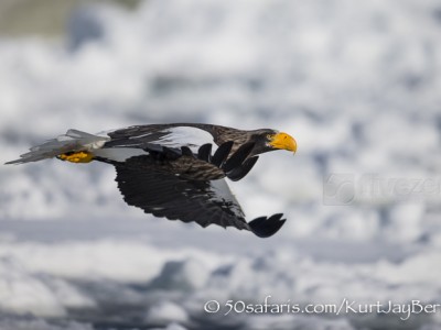 Japan, winter, wildlife, safari, photo safari, photo tour, photographic safari, photographic tour, photo workshop, wildlife photography, 50 safaris, 50 photographic safaris, kurt jay bertels, ice, sea, ocean, raptor, stellar sea eagle, flying