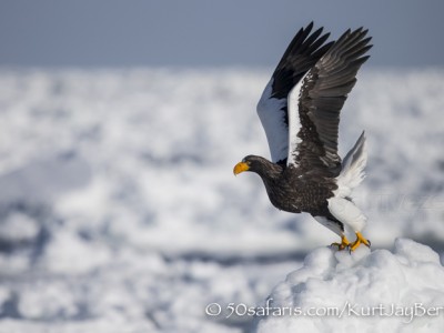 Japan, winter, wildlife, safari, photo safari, photo tour, photographic safari, photographic tour, photo workshop, wildlife photography, 50 safaris, 50 photographic safaris, kurt jay bertels, ice, sea, ocean, raptor, stellar sea eagle, take off, flying