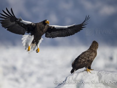 Japan, winter, wildlife, safari, photo safari, photo tour, photographic safari, photographic tour, photo workshop, wildlife photography, 50 safaris, 50 photographic safaris, kurt jay bertels, ice, sea, ocean, raptor, stellar sea eagle, white-tailed eagle, flying, landing, fighting