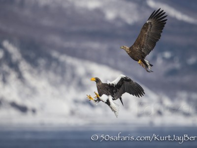 Japan, winter, wildlife, safari, photo safari, photo tour, photographic safari, photographic tour, photo workshop, wildlife photography, 50 safaris, 50 photographic safaris, kurt jay bertels, ice, sea, ocean, raptor, stellar sea eagle, white-tailed eagle, flying, landing, fighting