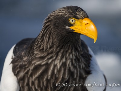 Japan, winter, wildlife, safari, photo safari, photo tour, photographic safari, photographic tour, photo workshop, wildlife photography, 50 safaris, 50 photographic safaris, kurt jay bertels, ice, sea, ocean, raptor, stellar sea eagle,