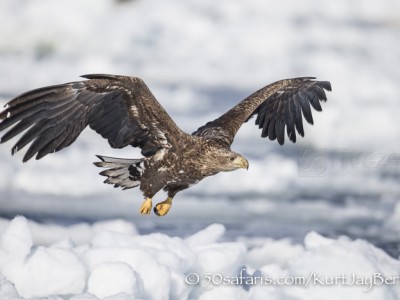 Japan, winter, wildlife, safari, photo safari, photo tour, photographic safari, photographic tour, photo workshop, wildlife photography, 50 safaris, 50 photographic safaris, kurt jay bertels, ice, sea, ocean, raptor, stellar sea eagle, juvenile, young, baby, immature