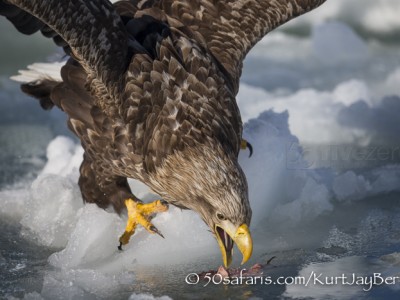 Japan, winter, wildlife, safari, photo safari, photo tour, photographic safari, photographic tour, photo workshop, wildlife photography, 50 safaris, 50 photographic safaris, kurt jay bertels, ice, sea, ocean, raptor, white-tailed eagle, hunting, eating, fish