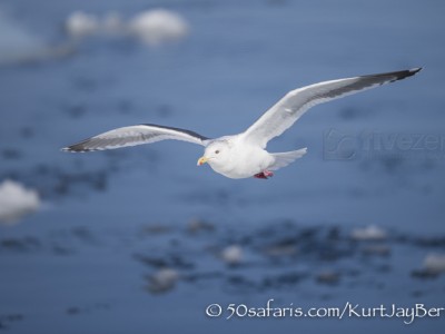 Japan, winter, wildlife, safari, photo safari, photo tour, photographic safari, photographic tour, photo workshop, wildlife photography, 50 safaris, 50 photographic safaris, kurt jay bertels, ice, sea, ocean, raptor, sea gull,