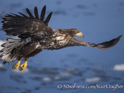 Japan, winter, wildlife, safari, photo safari, photo tour, photographic safari, photographic tour, photo workshop, wildlife photography, 50 safaris, 50 photographic safaris, kurt jay bertels, ice, sea, ocean, raptor, stellar sea eagle, juvenile, immature, flying