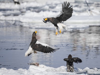 Japan, winter, wildlife, safari, photo safari, photo tour, photographic safari, photographic tour, photo workshop, wildlife photography, 50 safaris, 50 photographic safaris, kurt jay bertels, ice, sea, ocean, raptor, stellar sea eagle, fighting, fight, eagles fighting