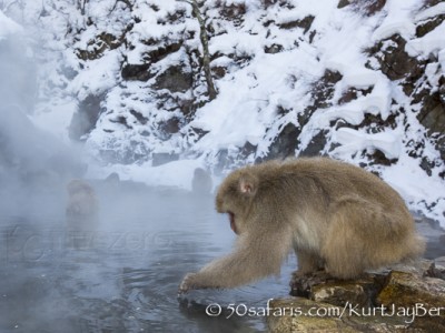 Japan, winter, wildlife, safari, photo safari, photo tour, photographic safari, photographic tour, photo workshop, wildlife photography, 50 safaris, 50 photographic safaris, kurt jay bertels, ice, snow monkey, japanese macaque, japanese monkey, swimming, hot spring, bathing, relaxing, feeding