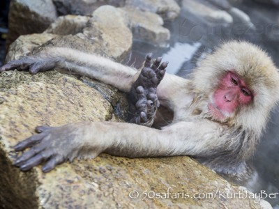 Japan, winter, wildlife, safari, photo safari, photo tour, photographic safari, photographic tour, photo workshop, wildlife photography, 50 safaris, 50 photographic safaris, kurt jay bertels, ice, snow monkey, japanese macaque, japanese monkey, swimming, hot spring, bathing, relaxing