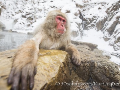 Japan, winter, wildlife, safari, photo safari, photo tour, photographic safari, photographic tour, photo workshop, wildlife photography, 50 safaris, 50 photographic safaris, kurt jay bertels, ice, snow monkey, japanese macaque, japanese monkey, swimming, hot spring, bathing, relaxing