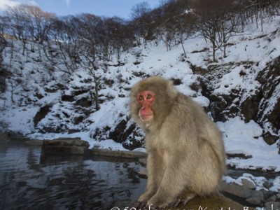 Japan, winter, wildlife, safari, photo safari, photo tour, photographic safari, photographic tour, photo workshop, wildlife photography, 50 safaris, 50 photographic safaris, kurt jay bertels, ice, snow monkey, japanese macaque, japanese monkey, swimming, hot spring, bathing, relaxing