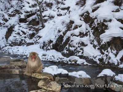 Japan, winter, wildlife, safari, photo safari, photo tour, photographic safari, photographic tour, photo workshop, wildlife photography, 50 safaris, 50 photographic safaris, kurt jay bertels, ice, snow monkey, japanese macaque, japanese monkey, swimming, hot spring, bathing, relaxing