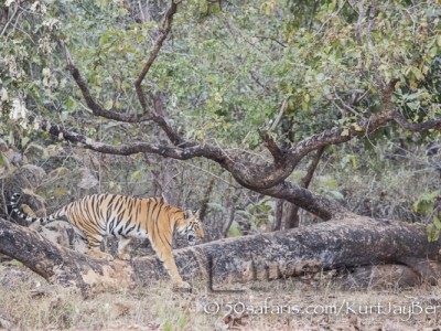 India, tiger, wildlife, safari, photo safari, photo tour, photographic safari, photographic tour, photo workshop, wildlife photography, 50 safaris, 50 photographic safaris, kurt jay bertels, female, tigress, approaching, tiger