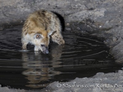 South Africa, wildlife, safari, photo safari, photo tour, photographic safari, photographic tour, photo workshop, wildlife photography, 50 safaris, 50 photographic safaris, kurt jay bertels, spotted hyaena, cub pup drinking