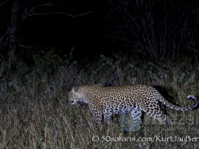 South Africa, wildlife, safari, photo safari, photo tour, photographic safari, photographic tour, photo workshop, wildlife photography, 50 safaris, 50 photographic safaris, kurt jay bertels, leopard, female, night